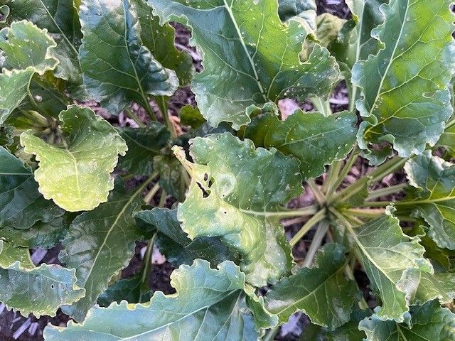 Empfohlen wird deshalb: Im Herbst 2025 auf Wintergetreide nach Zuckerrüben verzichten und stattdessen Frühjahrskulturen wie Mais, Soja oder Erbsen anbauen.