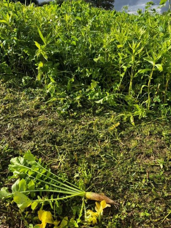 Die Gründüngung sorgt für viel Blattmasse und dank Inhalten wie Ölrettich eine grosse Wurzelmasse. Bild: kim