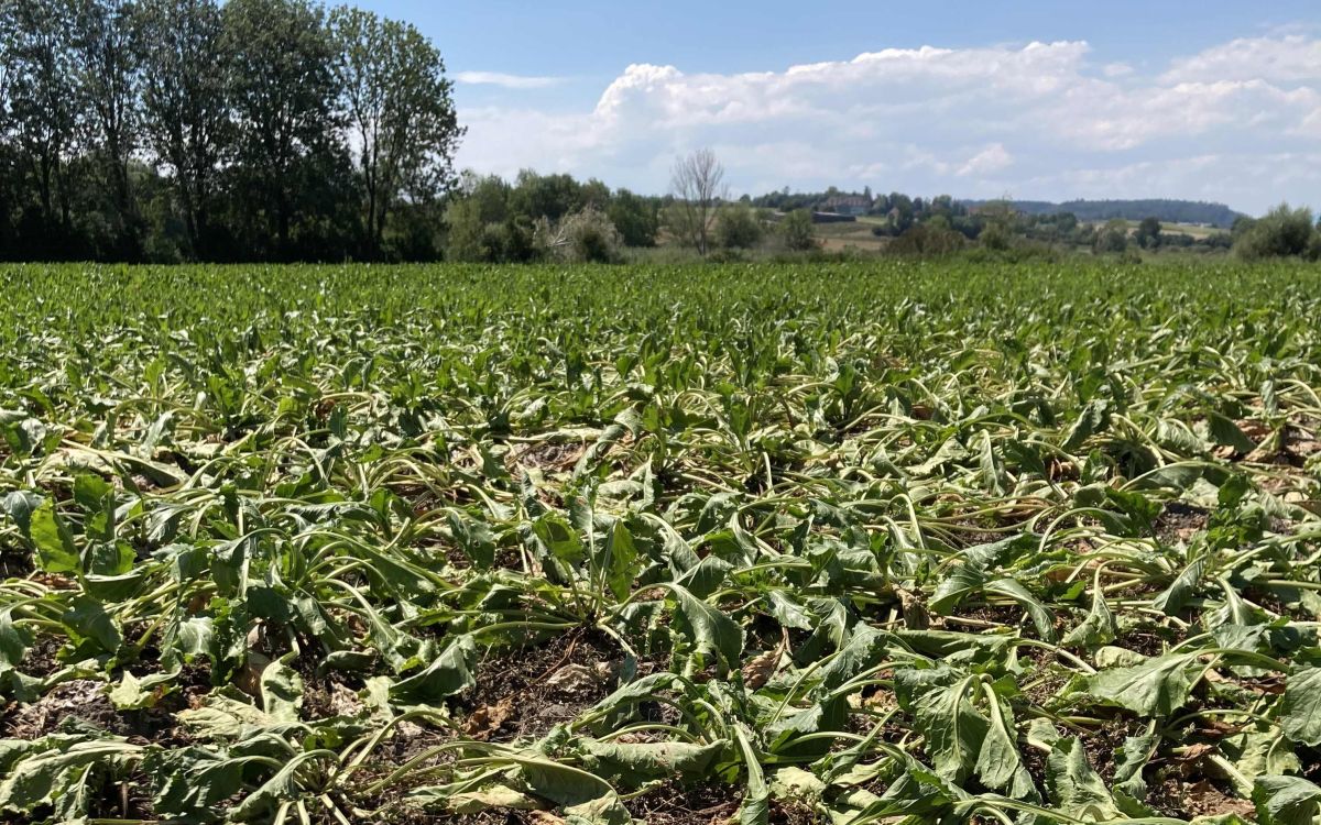 Von Trockenheit in Mitleidenschaft gezogene Zuckerrüben auf dem Feld