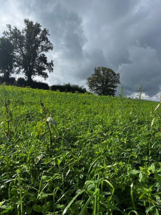 Im Feld ohne Säuberungsschnitt sind Unkräuter wie die Melde gut zu erkennen. Bild: kim