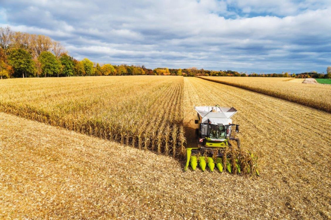 Die ROVIO 4 können an einem Jaguar Feldhäcksler für die Ernte von Lieschkolbensilage verwendet werden. Bild: zVg
