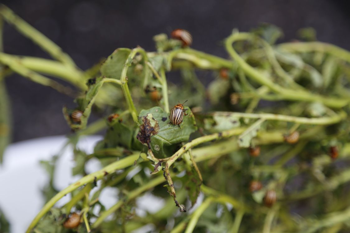 Ohne wirksame Pflanzenschutzmittel können Schädlinge wie der Kartoffelkäfer innert kürzester Zeit massive Ertragsausfälle verursachen. (Bild: lid/jin)