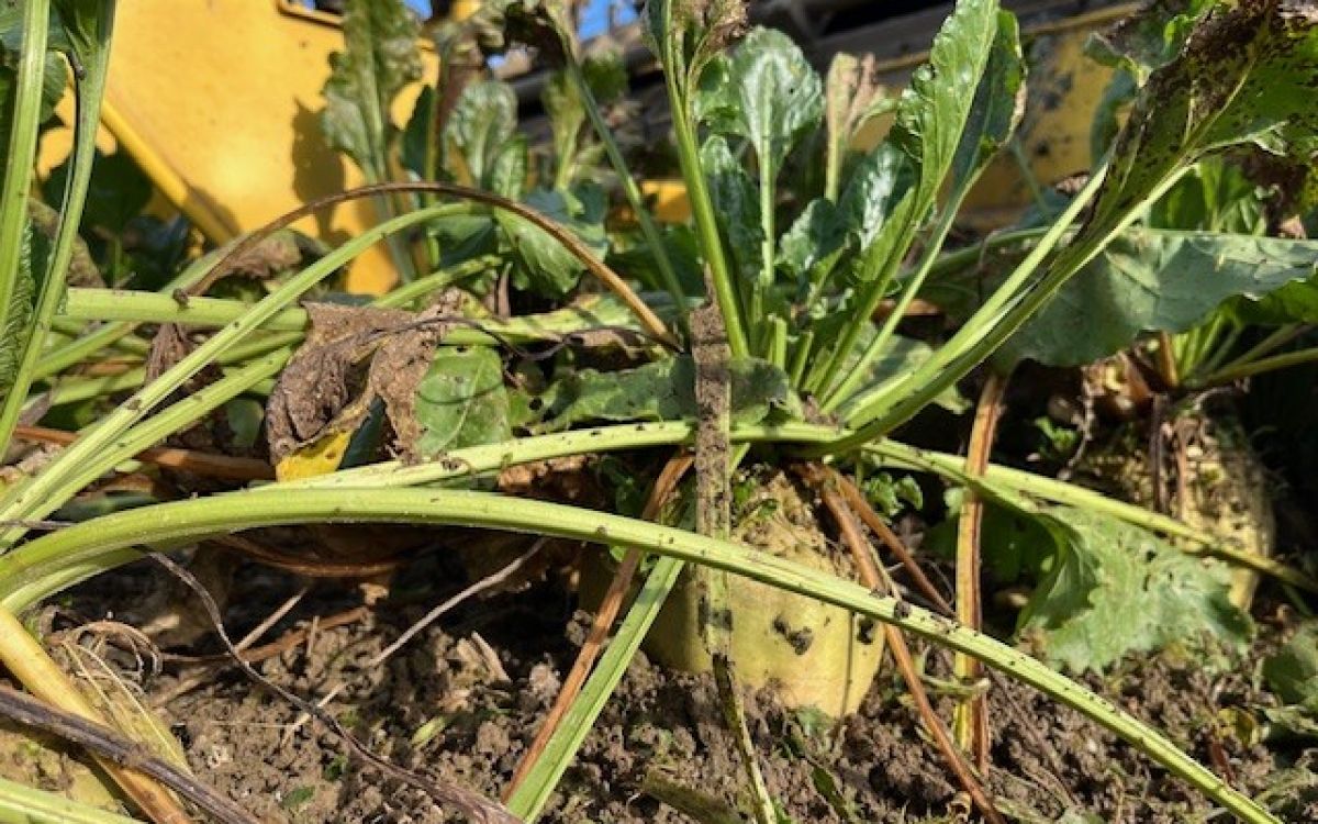 Die ersten Proberodungen im Schweizer Mittelland stimmen optimistisch: Hohe Erträge und stabile Zuckergehalte.