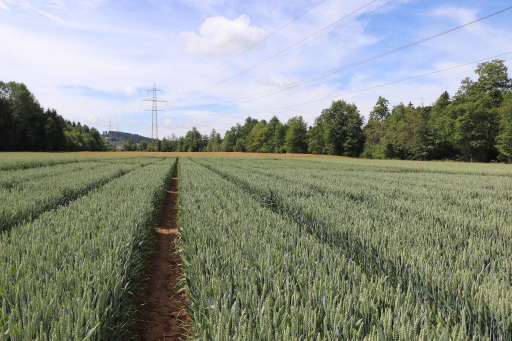 Das Projekt Smart-N ist das Pilotprojekt der Versuchsstation «Smarte Technologien in der Landwirtschaft» der Kantone Thurgau und Schaffhausen, Agroscope und Agridea. In diesem Projekt wird die sensorgestützte, teilflächenspezifische Stickstoffdüngung bei Winterweizen in die Praxis umgesetzt. Foto: kim