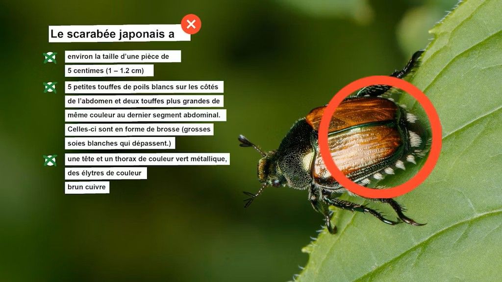 Japankäfer Kampagne BLW