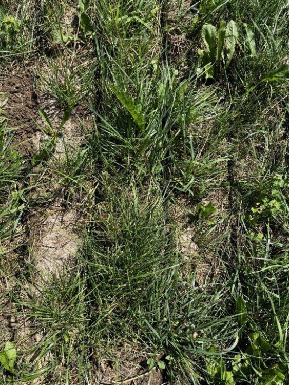 Einschlitzung der Gülle im Grünland. Bild: kim