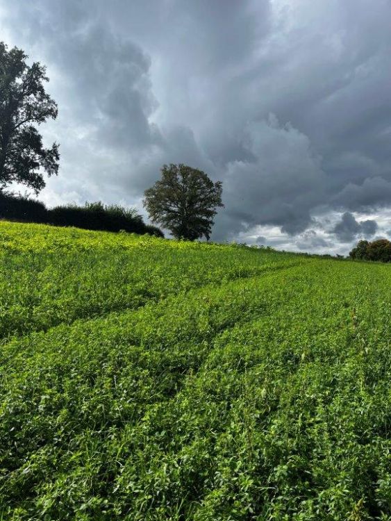 Dank der Luzerne gibt es eine gleichmässige Bodenbedeckung. Bild: kim