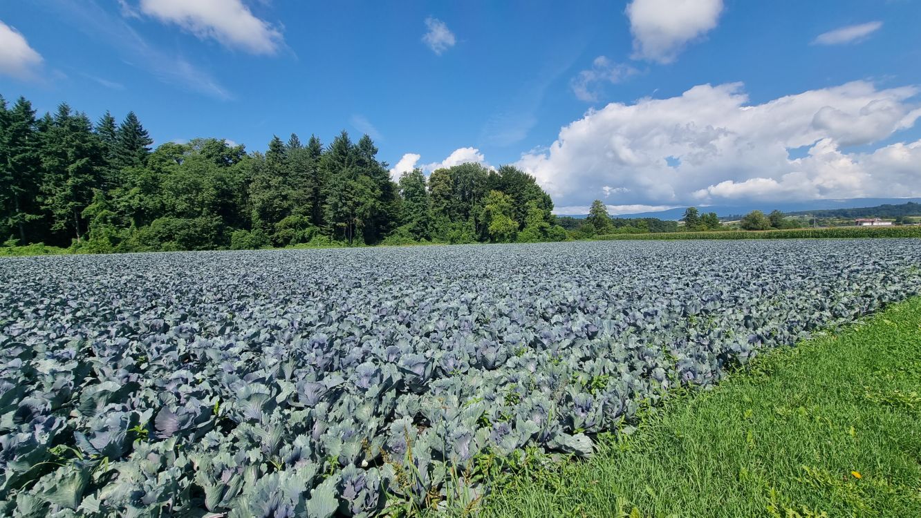 Die Erntemengen im Gemüsebau übertrafen das Vorjahresniveau deutlich. (Bild: lid)