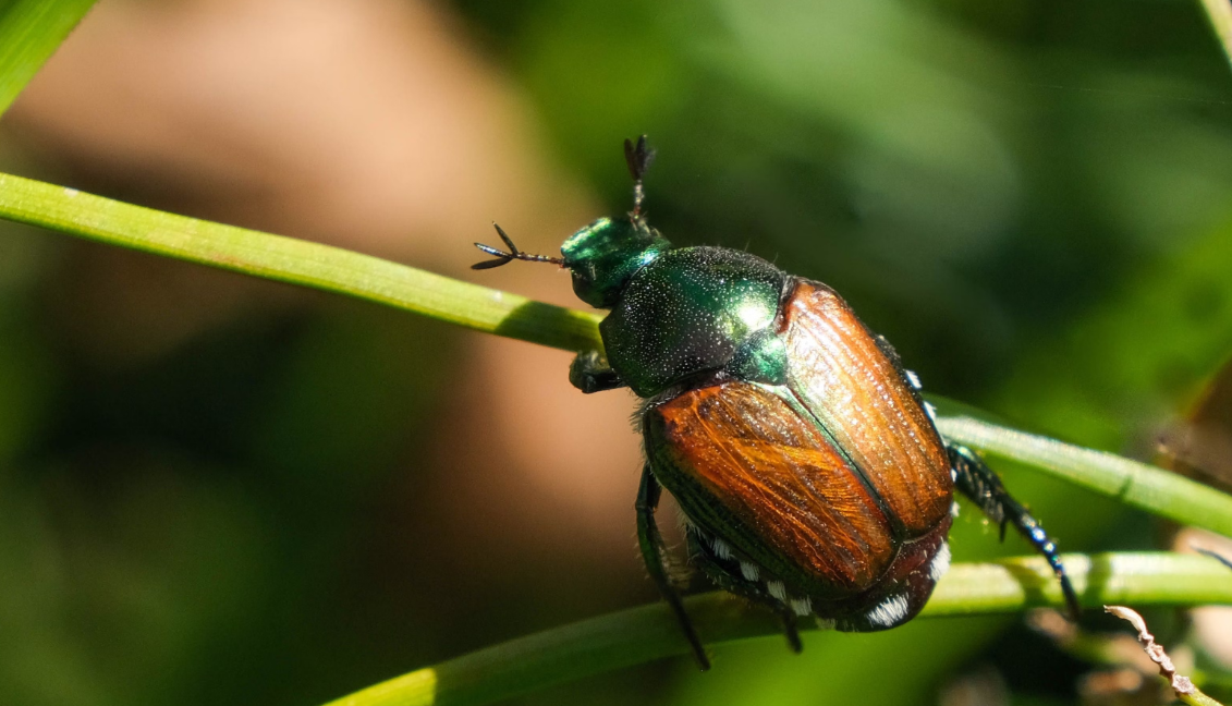 Der Japankäfer frisst über 400 verschiedene Nutz- und Zierpflanzenarten wie beispielsweise Apfel, Brombeere, Ulme, Weinrebe, Linde, Kirsche, Ahorn, Pfirsich, Sojabohnen und Rosen. Adulte Tiere ernähren sich neben den Blättern auch von den Blüten und Früchten. Die Larven ernähren sich von Wurzeln verschiedener Gräser. Bild: Aline Knoblauch, EPSD