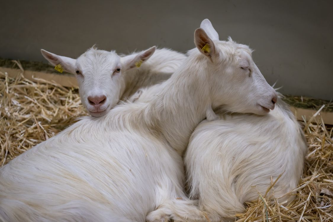 Kleinwiederkäuer konnten die Besucher ebenso bestaunen. Foto: suisse tier