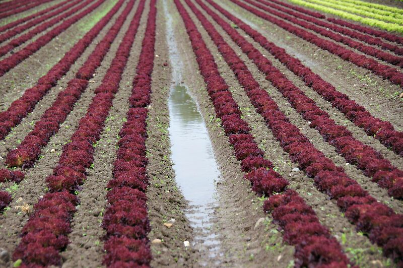 En juin, la grêle et les fortes précipitations ont causé des dommages considérables aux cultures agricoles, en particulier dans le nord-ouest de la Suisse. (Image: lid)