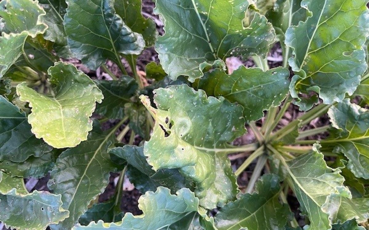 Fruchtfolge entscheidend im Kampf gegen Zikadenbefall  Der Anbau von Winterweizen nach Zuckerrüben fördert den massiven Ausflug der Schilf-Glasflügelzikade – das zeigt das aktuelle Monitoring 2025 deutlich. In betroffenen Parzellen wurden bis zu 550'000 Zikaden pro Hektar gezählt. Die Zikade überträgt Bakterien, die bei Kartoffeln zu erheblichen Qualitätseinbußen führen – betroffen sind besonders Verarbeitungssorten für Chips und Pommes.  Empfohlen wird deshalb: Im Herbst 2025 auf Wintergetreide nach Zuckerrüben verzichten und stattdessen Frühjahrskulturen wie Mais, Soja oder Erbsen anbauen. Auch bei Zwischenfrüchten sollten keine Mischungen mit Getreide oder Gräsern eingesetzt werden – besser geeignet sind Leguminosen, Ölrettich oder Senf.  Das laufende Monitoring an über 30 Standorten zeigt: Die Zikadenzahlen sind im Westen der Schweiz höher als im Osten. In der Ostschweiz und im Rheintal wurden bislang kaum oder keine Zikaden gefangen. Das Projekt wird von BFH-HAFL und Agroscope gemeinsam mit der Branche durchgeführt und läuft bis 2027. Weitere Untersuchungen zu Pflanzenschutzmitteln und Saatbeizungen sind im Gange. Eine umfassende Auswertung folgt im Herbst.