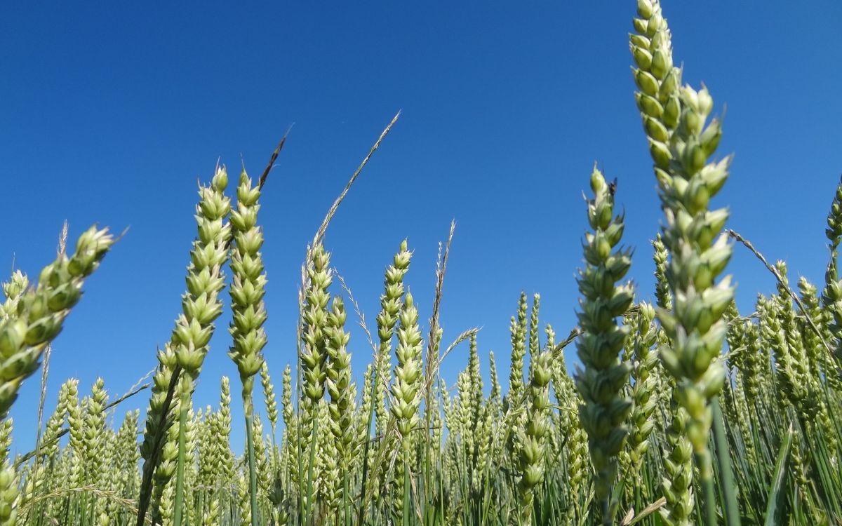 Weizenfeld von unten fotografiert, noch grün