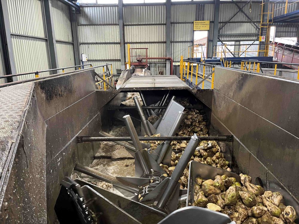 Hier werden die Rüben von Erde und Steinen befreit. Das Wasser dient gleichzeitig als Transportmittel. (Foto: kim)