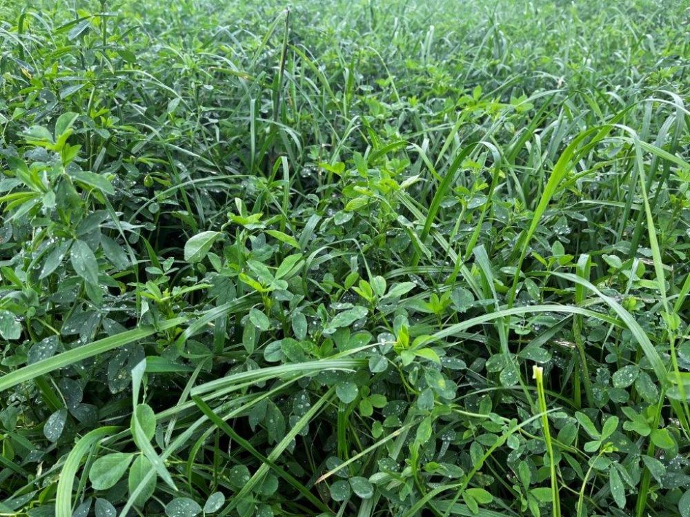 Das Feld mit der 2001 Plus-Mischung ohne Säuberungsschnitt. Bild: kim