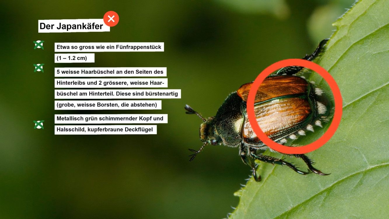 Kampagne gegen Japankäfer Schweiz Mai 2026