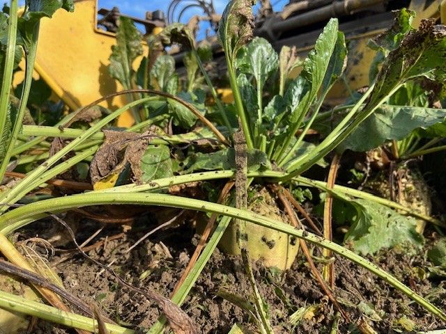 Die ersten Proberodungen im Schweizer Mittelland stimmen optimistisch: Hohe Erträge und stabile Zuckergehalte. Bild kim