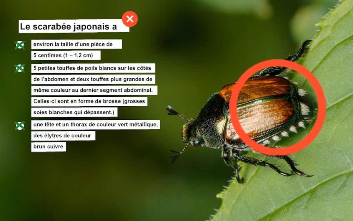 Japankäfer Kampagne BLW