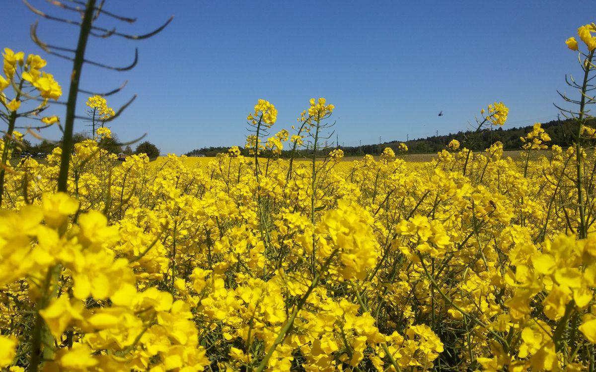 blühendes Rapsfeld