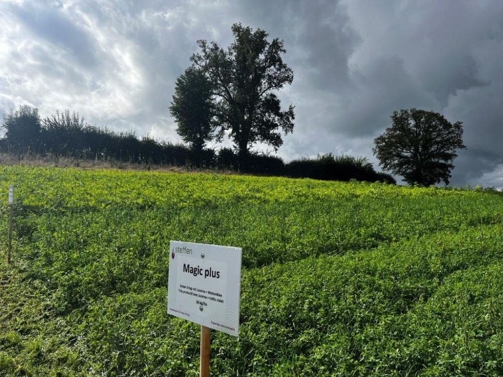 Die Luzernen-Gras-Mischung von Samen Steffen auf dem Feld in Pierrafortscha. Bild: kim