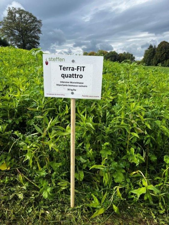 Die Abfrierende Gründüngung Terra-Fit quattro zeigt ihre grosse Blattmasse. Bild: kim