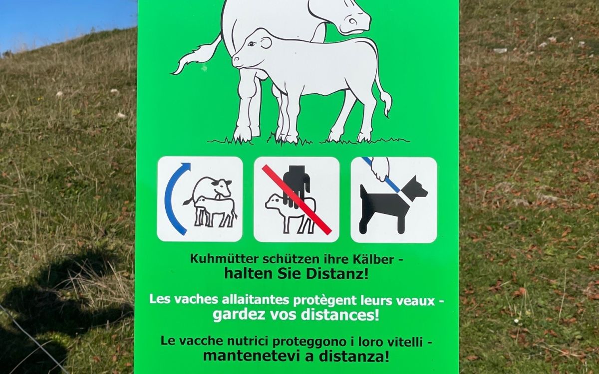 Panneau vert signalant la présence d'un troupeau de vaches allaitantes