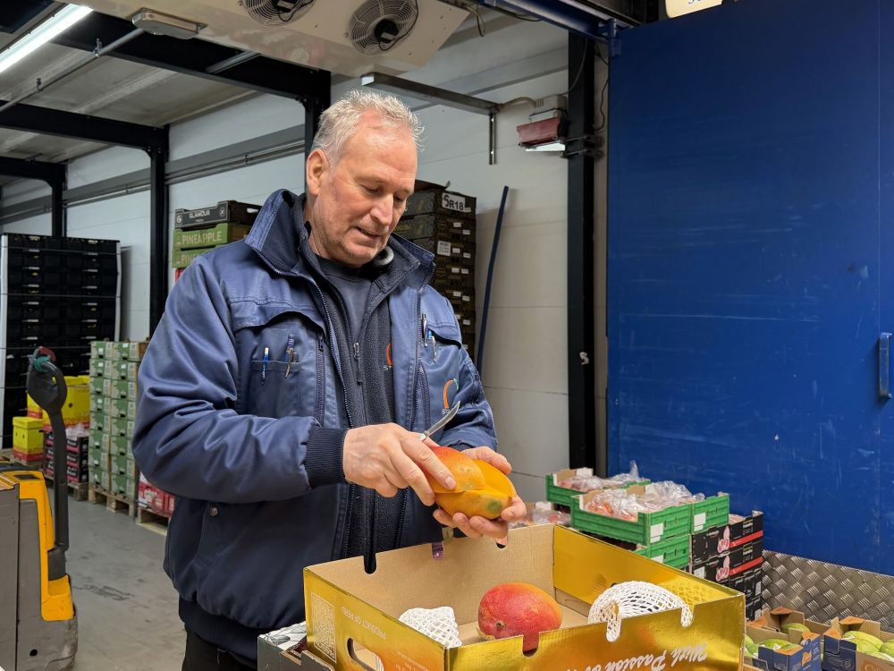 Mann schält Mango am Engrosmarkt Zürich