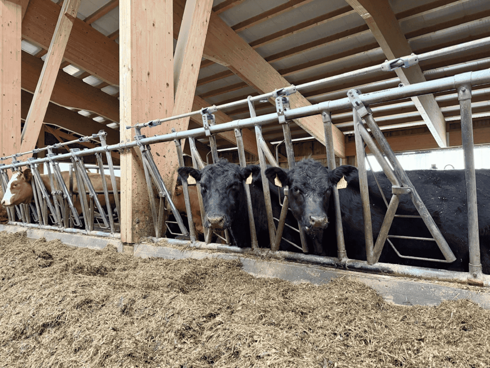 Die Rindermast ist für die Familie Wiedmer ein zusätzlicher Betriebszweig. (Foto: kim)