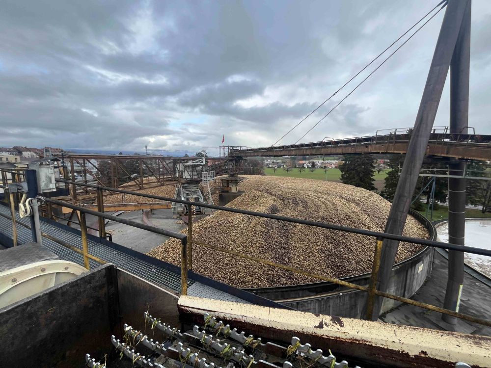 Zuckerrüben lagern auf dem Rübenhof in Aarberg