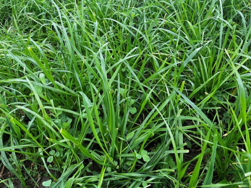 Das Feld mit der 2001 Plus-Mischung mit Säuberungsschnitt. Bild: kim