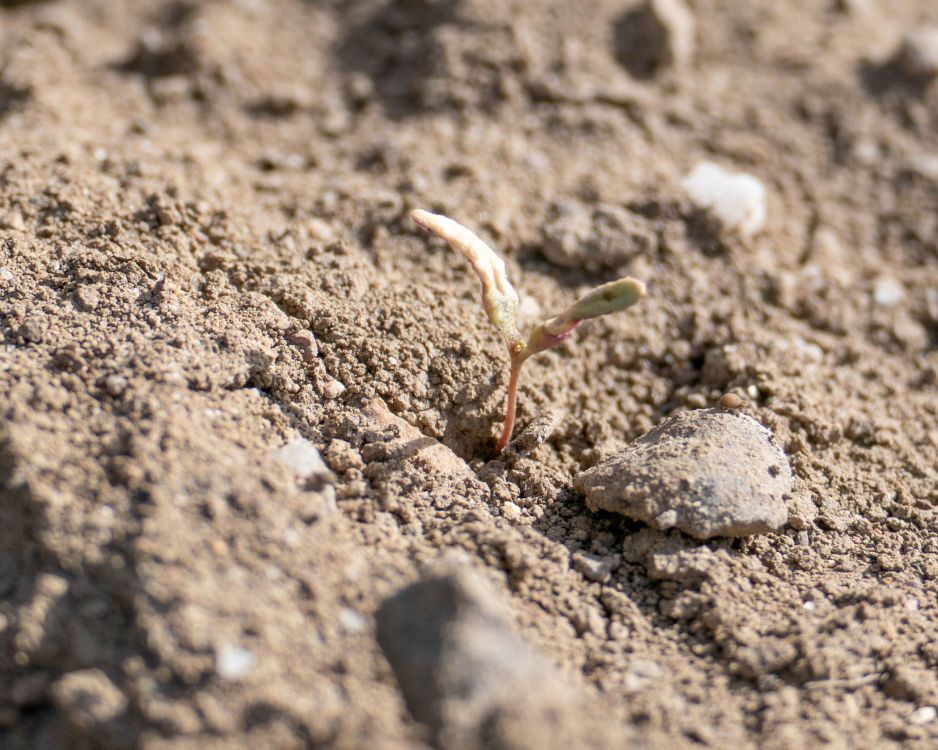 Dieses noch winzige Unkraut wurde in einem früheren Spritzgang erfolgreich mit Spotspraying behandelt und stirbt nun ab. (Bild: David Eppenberger, lid)