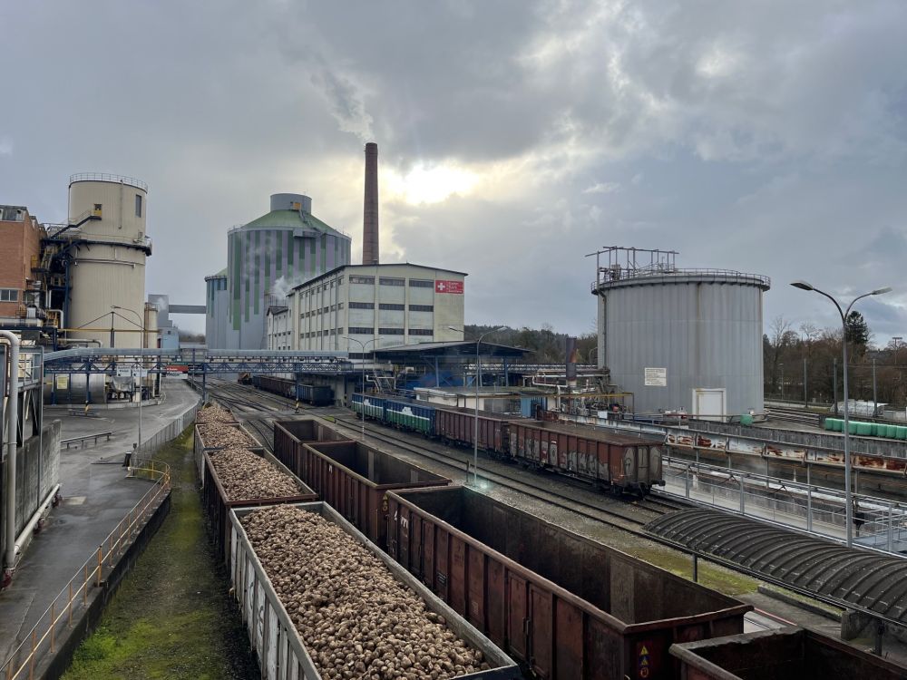Der durchschnittliche Ertrag der Proberodungsparzellen in der Westschweiz beträgt lediglich 34,2 t/ha und liegt damit deutlich unter dem Mittel der vergangenen fünf Jahre. (Symbolbild Zuckermühle Aarberg: Kirsten Müller)