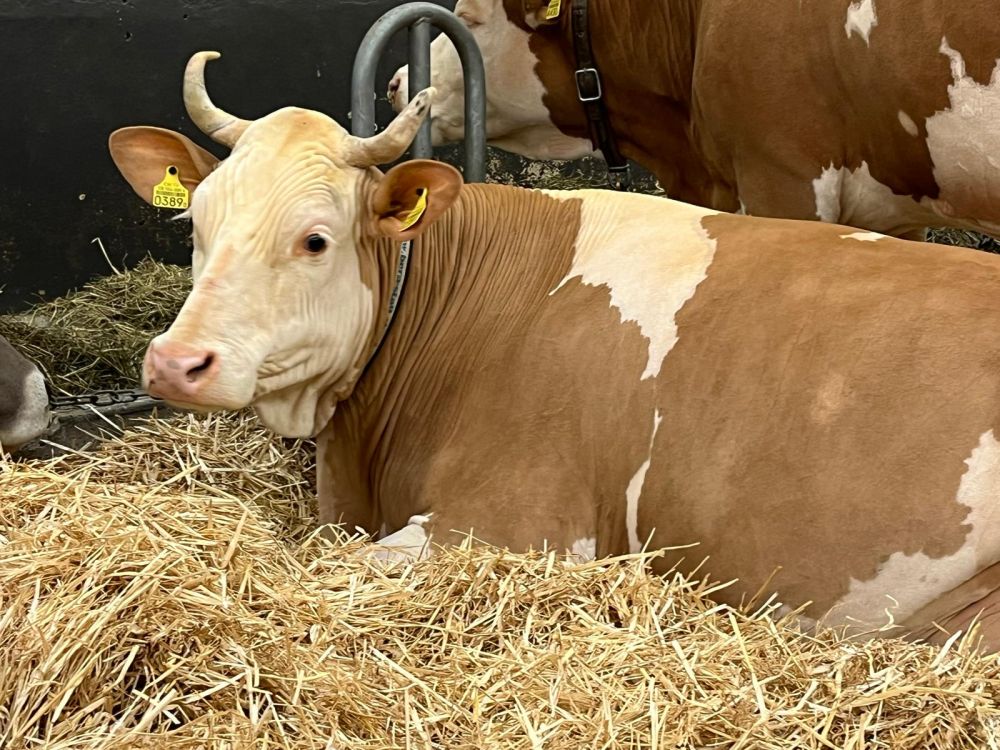Die reinrassige Simmentaler Kühe durften bei den Kühen natürlich nicht fehlen. Bild: kim