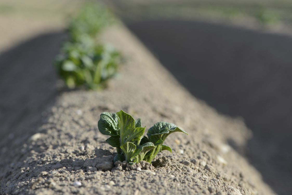 Une partie des plantes de pommes de terre a été détruite après une pluie diluvienne.