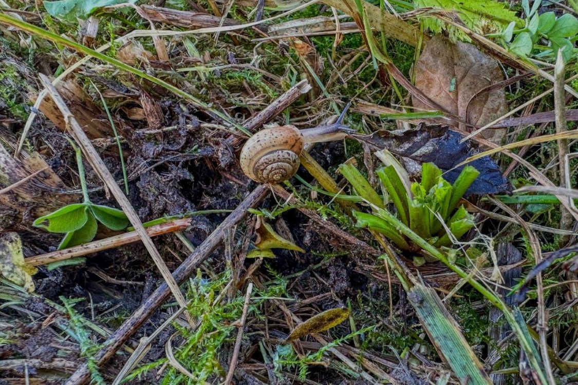 Le test effectué après le fauchage montre que les microorganismes et les insectes sont épargnés. Photo : Vollmer