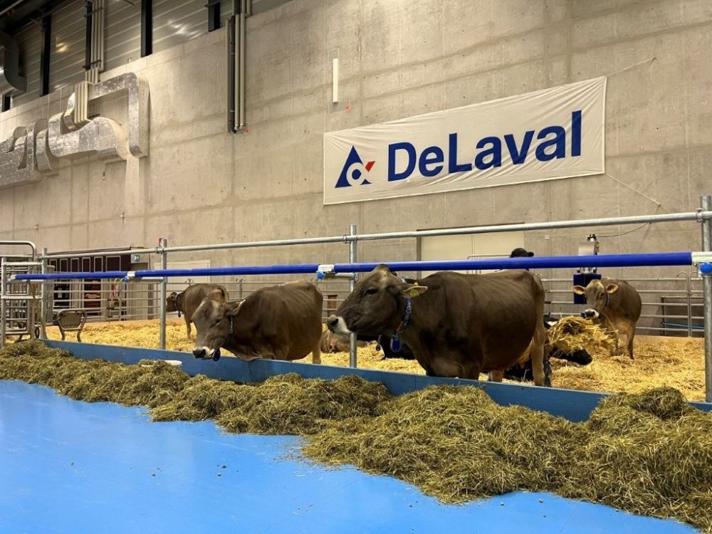 Mit 15 Milchkühen wird gezeigt, wie der Einsatz von künstlicher Intelligenz in der Melkanlage als Frühwarnsystem für Tierkrankheiten sowie effizientere Arbeitsabläufe sorgen kann. Foto: kim