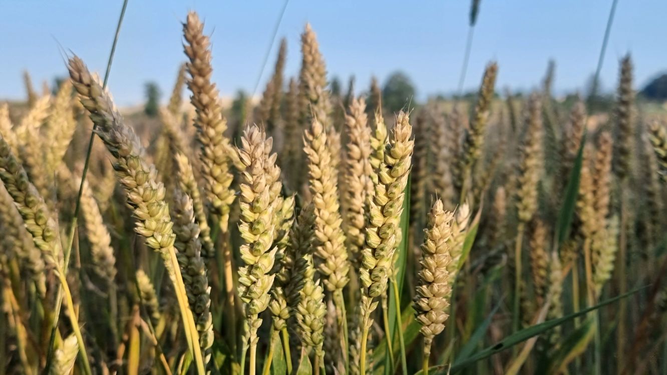 Le directeur suppléant de Swiss Granum, Thomas Weisflog, a souligné que 2025 avait été un « bon printemps avec les meilleures conditions pour des rendements élevés », ce qui contrastait fortement avec l'année 2024, humide et froide.